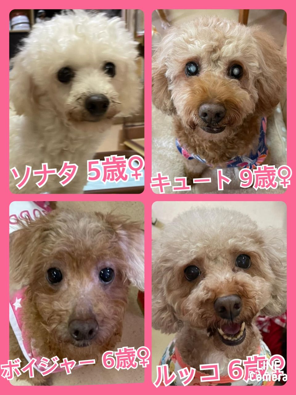 🐾今日の里親様募集中ワンコ🐶メンバーです🐾2021,9,7